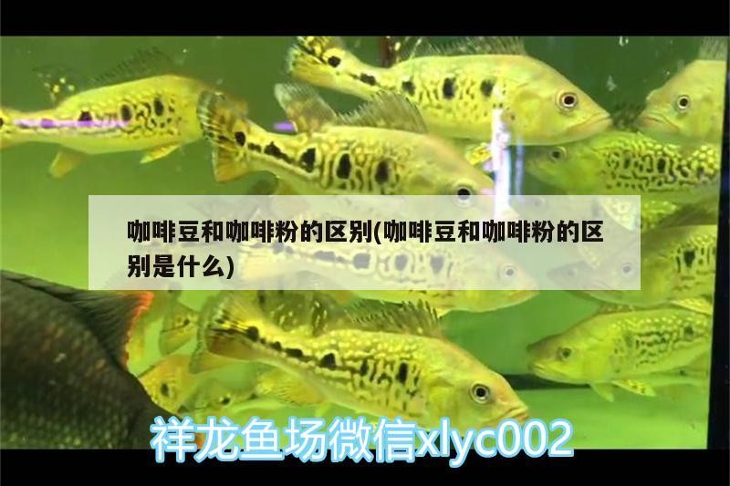 咖啡豆和咖啡粉的區別(咖啡豆和咖啡粉的區別是什么)