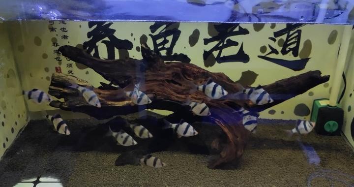 魚缸怎么除銹視頻（魚缸怎么除銹視頻講解）