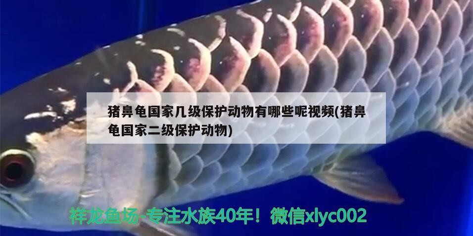 豬鼻龜國(guó)家?guī)准?jí)保護(hù)動(dòng)物有哪些呢視頻(豬鼻龜國(guó)家二級(jí)保護(hù)動(dòng)物)