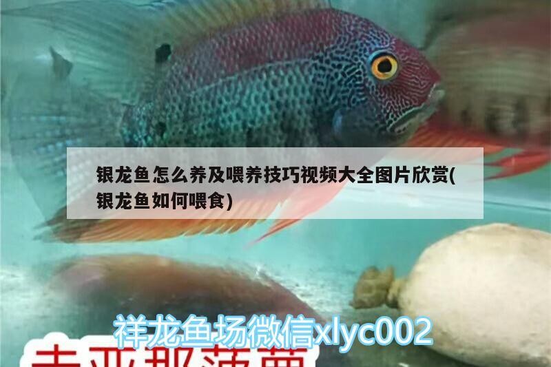 銀龍魚(yú)怎么養(yǎng)及喂養(yǎng)技巧視頻大全圖片欣賞(銀龍魚(yú)如何喂食)