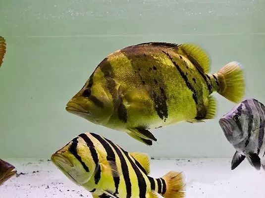 小虎魚多久能長大成型：小虎魚多久能長大成型，小虎魚長大成型