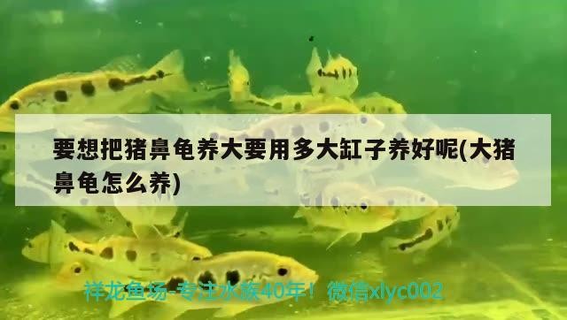 祥龍魚場的水族館加盟費用是多少？，祥龍魚場加盟費用明細表