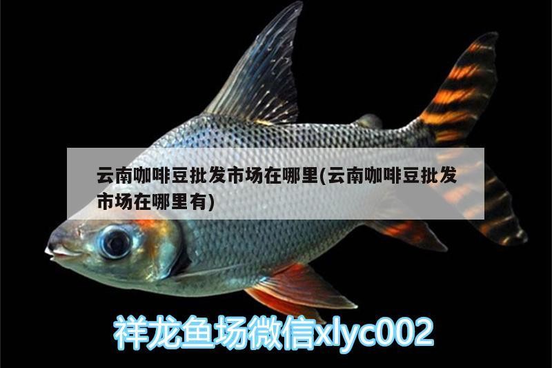 云南咖啡豆批發市場在哪里(云南咖啡豆批發市場在哪里有)
