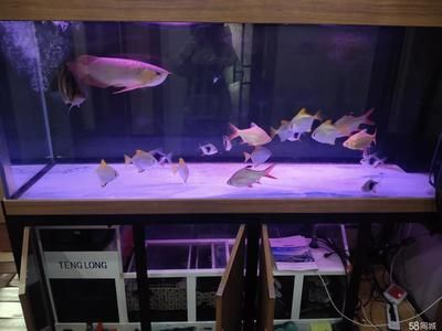 40公分魚缸用什么過濾：40公分魚缸過濾器選擇過濾器的注意事項(xiàng)及注意事項(xiàng)