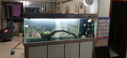 40公分魚缸用什么過濾：40公分魚缸過濾器選擇過濾器的注意事項(xiàng)及注意事項(xiàng)
