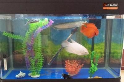 1米2魚缸下濾槽尺寸設(shè)計圖：1米2魚缸下濾槽尺寸設(shè)計