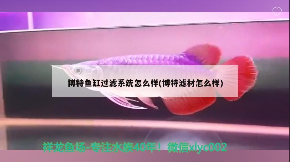 博特魚缸過濾系統怎么樣(博特濾材怎么樣)