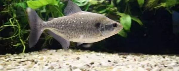 虎魚能養幾條最好：養虎魚的最佳數量選擇