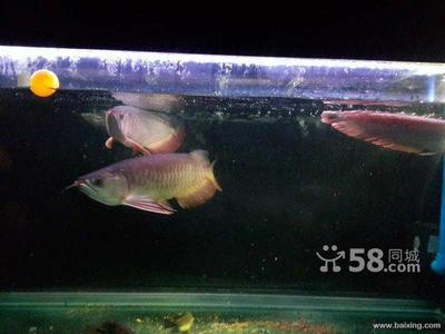 咖啡渣可以放魚缸里嗎（咖啡渣可以放魚缸里嗎視頻）