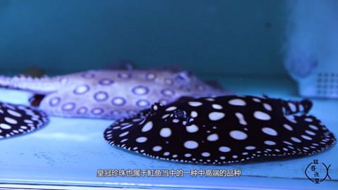 如何挑選健康的珍珠魟魚：如何挑選健康珍珠魟魚
