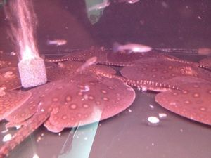 如何挑選健康的珍珠魟魚：如何挑選健康珍珠魟魚