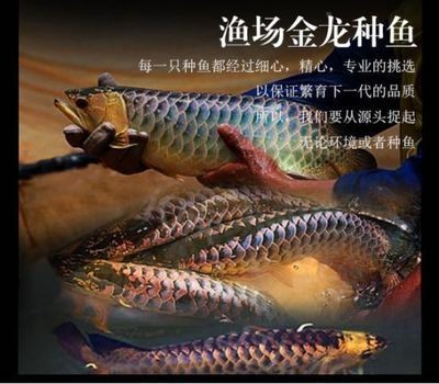 如何挑選健康的珍珠魟魚：如何挑選健康珍珠魟魚