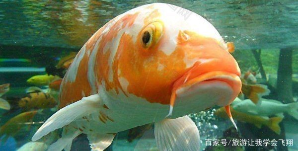 魟魚嚼碎了吐：魟魚嚼碎食物后吐出是怎么回事？