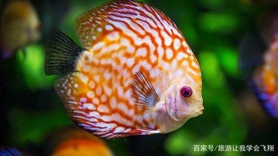 魟魚嚼碎了吐：魟魚嚼碎食物后吐出是怎么回事？