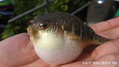 魟魚嚼碎了吐：魟魚嚼碎食物后吐出是怎么回事？