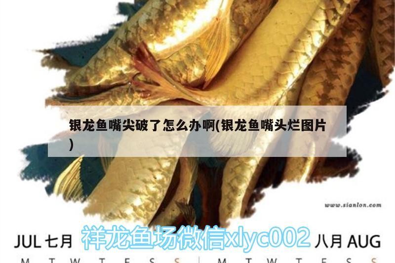 銀龍魚嘴尖破了怎么辦啊(銀龍魚嘴頭爛圖片)