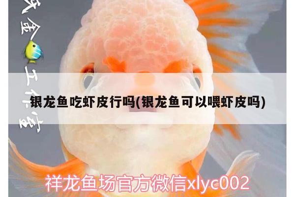 飼料 銀龍魚吃蝦皮行嗎(銀龍魚可以喂蝦皮嗎) 銀龍魚百科 銀龍魚吃蝦皮行嗎(銀龍魚可以喂蝦皮嗎) 銀龍魚吃蝦皮行嗎(銀龍魚可以喂蝦皮嗎) 銀龍魚百科