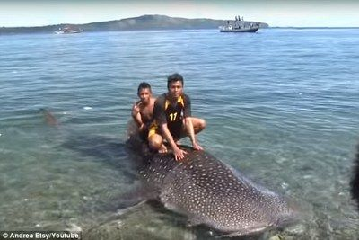 印尼虎魚屬于什么科：印尼虎魚在水族領(lǐng)域中受到一定的關(guān)注，不僅因外觀特點(diǎn) 印尼虎魚屬于什么科：印尼虎魚在水族領(lǐng)域中受到一定的關(guān)注，不僅因外觀特點(diǎn) 虎魚百科 第1張