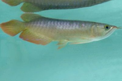龍魚爛鱗怎么辦vs祥龍魚場：祥龍魚場龍魚爛鱗急救方法