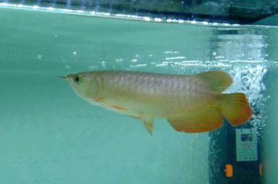 龍魚爛鱗怎么辦vs祥龍魚場：祥龍魚場龍魚爛鱗急救方法