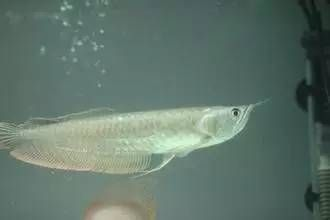 龍魚(yú)受傷怎么治療方法最好呢vs祥龍魚(yú)場(chǎng)：龍魚(yú)受傷后如何治療