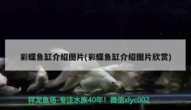 創寧和森森變頻水泵哪個好一點呢（創寧 森森哪個好好）