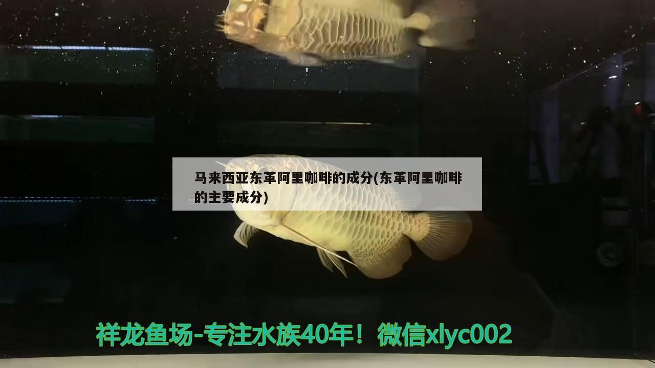 馬來西亞東革阿里咖啡的成分(東革阿里咖啡的主要成分)