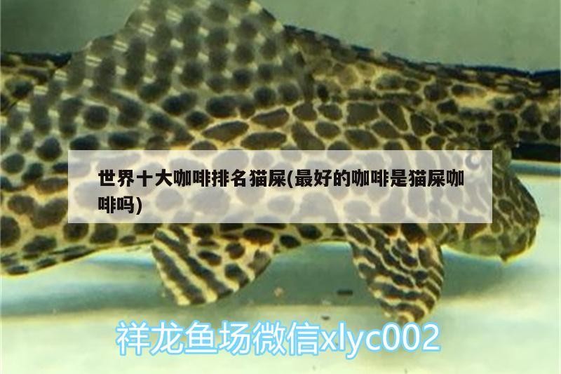 世界十大咖啡排名貓屎(最好的咖啡是貓屎咖啡嗎)