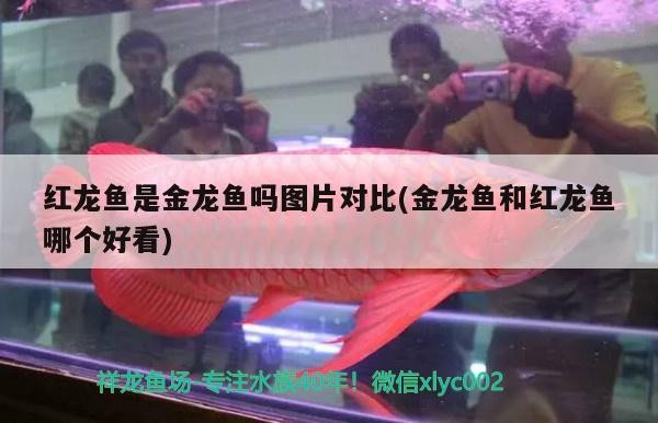 魚缸水泵什么牌子好創寧水泵哪個牌子好創寧水泵哪個好，什么品牌的魚缸水泵靜音？