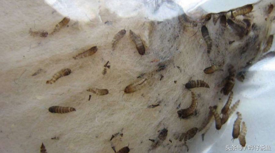 魚缸常見(jiàn)的蟲：魚缸中常見(jiàn)的蟲子