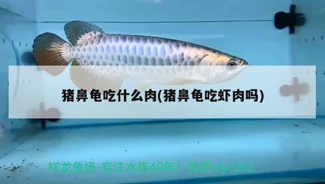豬鼻龜吃什么肉(豬鼻龜吃蝦肉嗎)