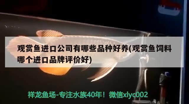 銀龍魚一般喂什么魚料最好呢(銀龍魚吃啥餌料)
