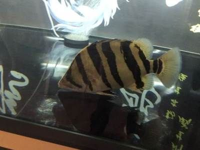 印尼虎發(fā)黑：印尼虎魚為什么會發(fā)黑？