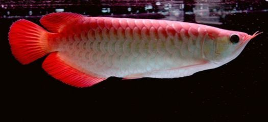 龍魚拉屎像棉絮一樣