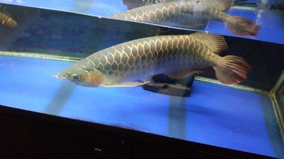 紅龍魚與號半的區別：紅龍魚與號半魚的區別