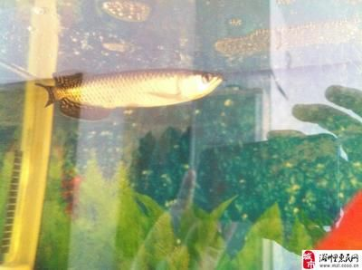 大型魚缸魚死了用弄出耒嗎