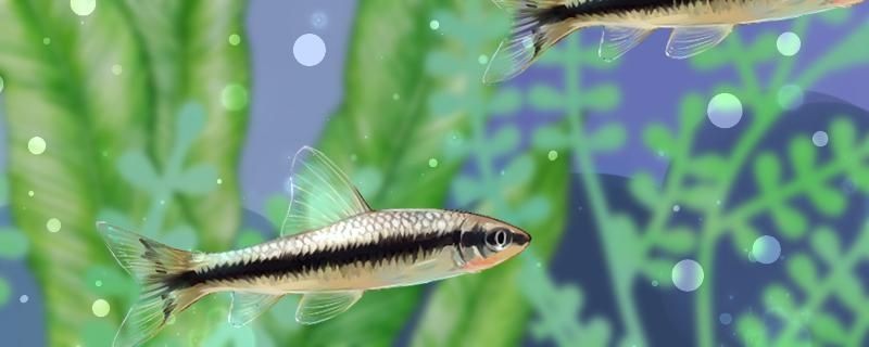 魚缸凈水劑對魚有害嗎如何改善水質