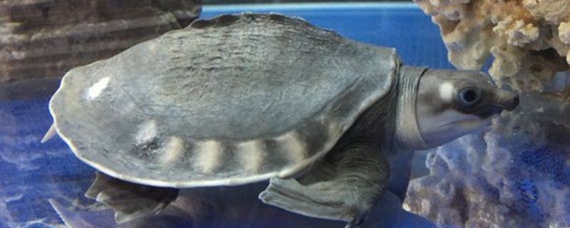 豬鼻龜長大了好看嗎：豬鼻龜的飼養方式