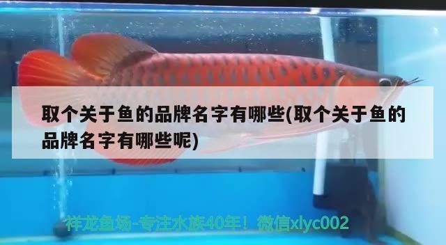 取個關于魚的品牌名字有哪些(取個關于魚的品牌名字有哪些呢)