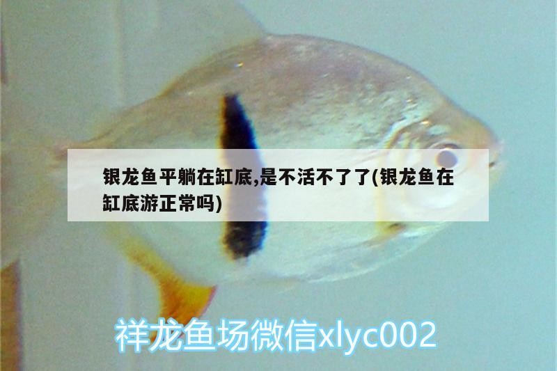 銀龍魚平躺在缸底,是不活不了了(銀龍魚在缸底游正常嗎)