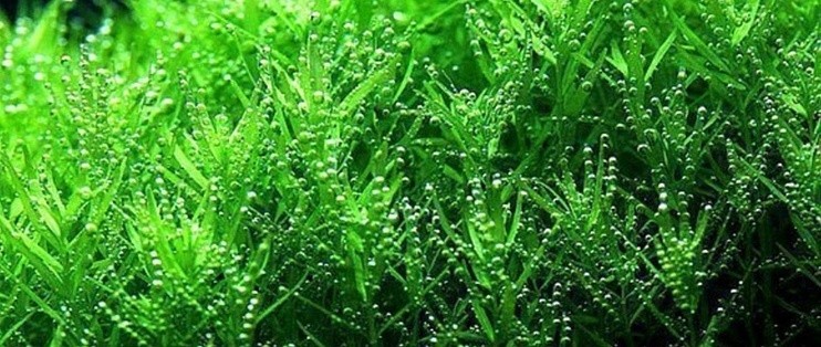 博特水泵使用說明（博特水泵使用說明書圖片）