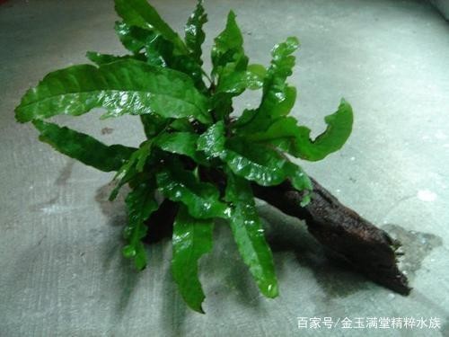 大型觀賞魚(yú)的種類
