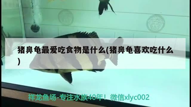豬鼻龜最愛吃食物是什么(豬鼻龜喜歡吃什么)