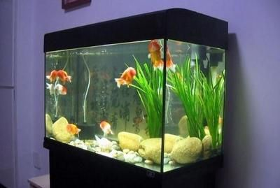 大魚缸養什么魚好看：大魚缸養什么魚好看適合大魚缸養什么魚好看，大魚缸養什么魚好看