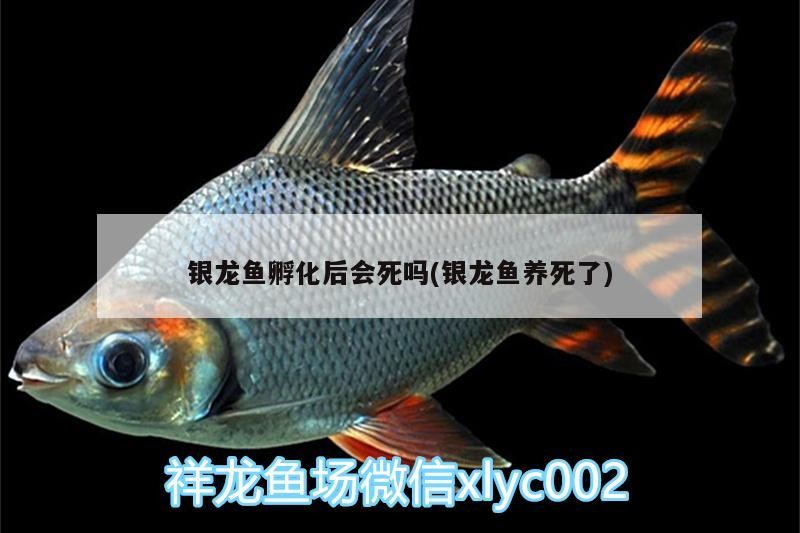 銀龍魚孵化后會死嗎(銀龍魚養死了)
