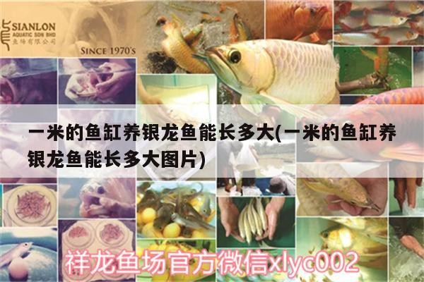 一米的魚缸養銀龍魚能長多大(一米的魚缸養銀龍魚能長多大圖片)