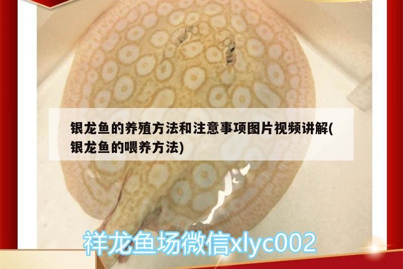 銀龍魚的養殖方法和注意事項圖片視頻講解(銀龍魚的喂養方法)