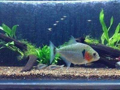 虎魚一般養(yǎng)幾條最吉利：探討虎魚的吉利養(yǎng)殖數(shù)量時(shí)，從以下幾個(gè)方面來考慮 虎魚一般養(yǎng)幾條最吉利：探討虎魚的吉利養(yǎng)殖數(shù)量時(shí)，從以下幾個(gè)方面來考慮 虎魚百科 第2張
