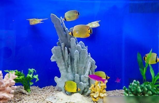 彩蝶魚缸價格表圖片大全新款和老款