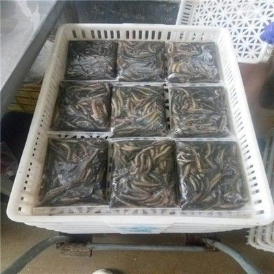龍魚發貨能撐多久：龍魚發貨能撐多久龍魚發貨能撐多久